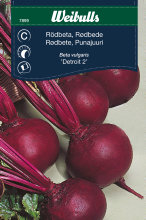 Rødbede 'Detroit 2'